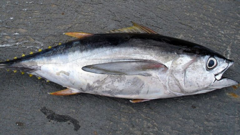 Pescado azul: estos son los que más mercurio tienen
