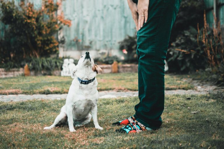 Por qué deberías adoptar a un perro adulto