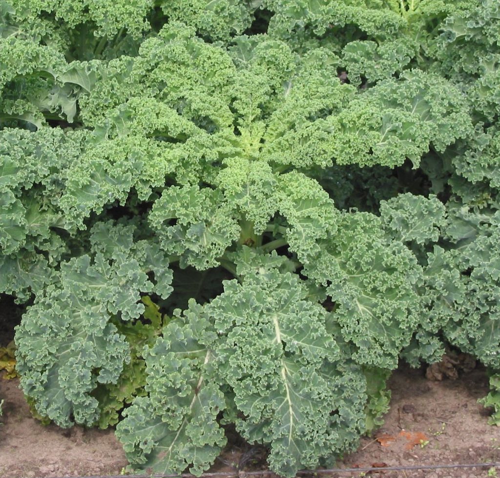 Cultivo Del Kale