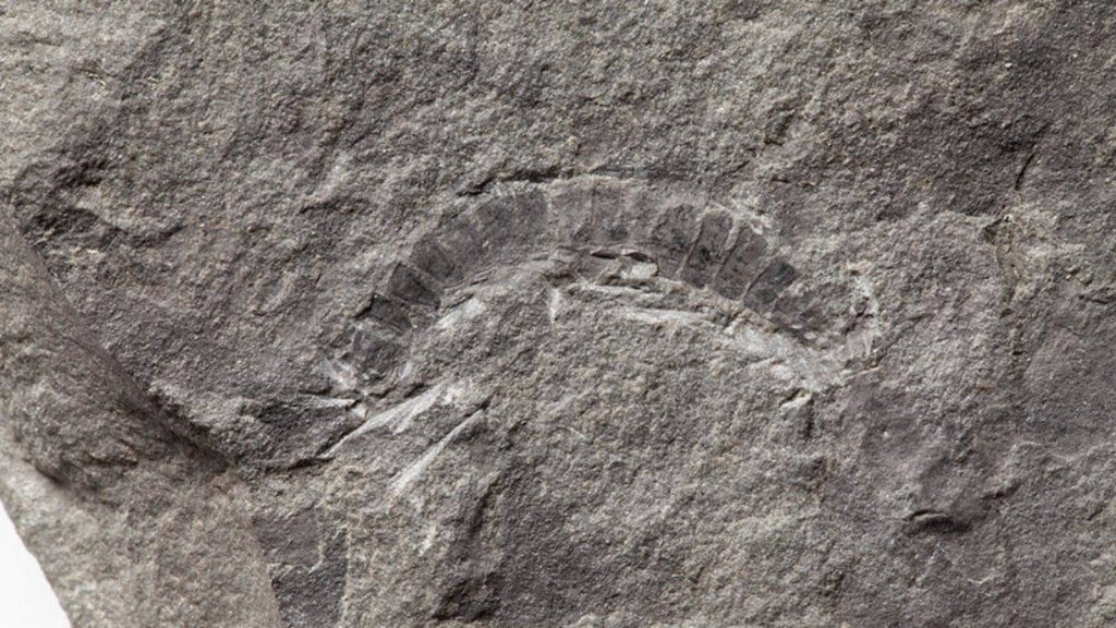 El fósil más antiguo conocido