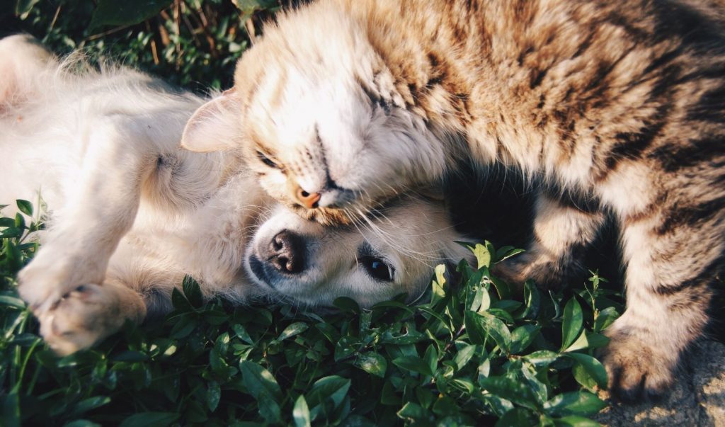 Tu Perro Te Odia: Esto Es Lo Que Le Haces Y No Le Gusta Nada 