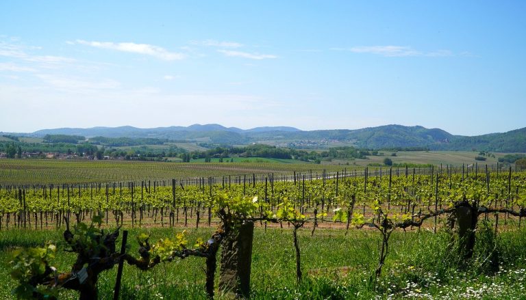 Agricultura impulsada por IA: Redefiniendo el futuro de la agricultura sostenible