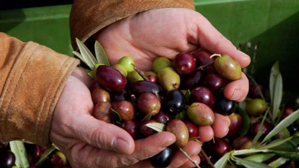 Aceitunas El Delicioso Amargo