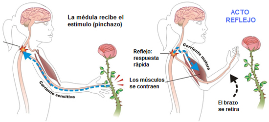 Conceptos Complementarios Del Acto Reflejo