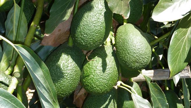 Tipos De Aguacates 
