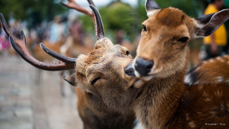 Siete casos que demuestran que los animales también sienten