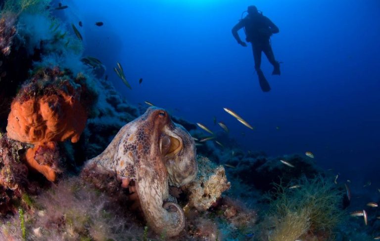 El Tribunal Supremo mantiene la prohibición al arrastre en el Canal de Menorca y el arrecife del Fort d’en Moreu