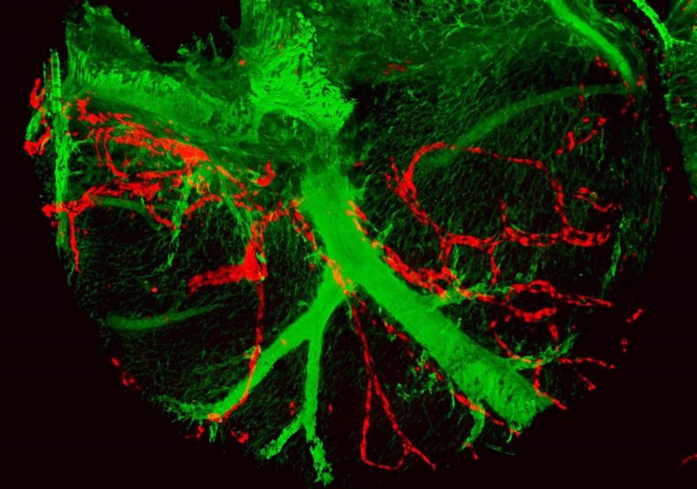 Investigadores del CNIC desvelan un nuevo mecanismo para el desarrollo de las arterias