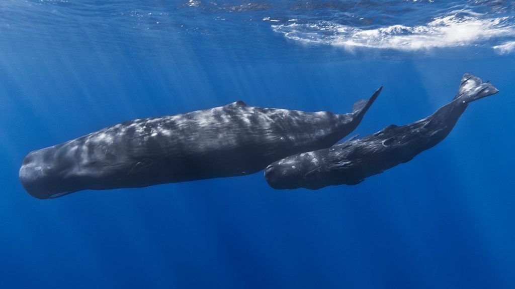 Los Animales También Hacen Duelo, Y Las Ballenas Son Un Ejemplo.