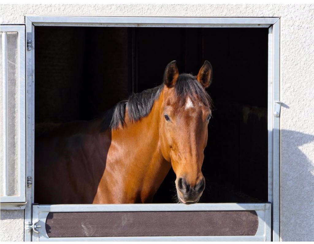 Los Caballos Son Unos Animales Más Sensibles De Lo Que Puede Intuirse.