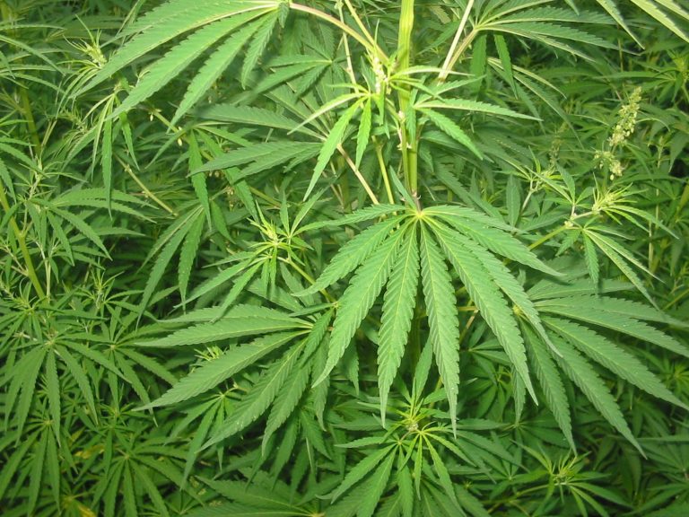 Fumar cannabis altera la visión y la conducción de consumidores ocasionales