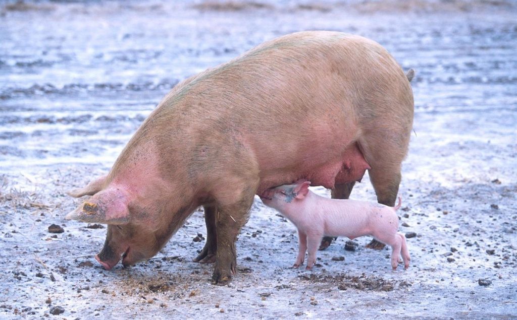 Estos Animales De Rabo Espiralado También Se Comunican Entre Ellos