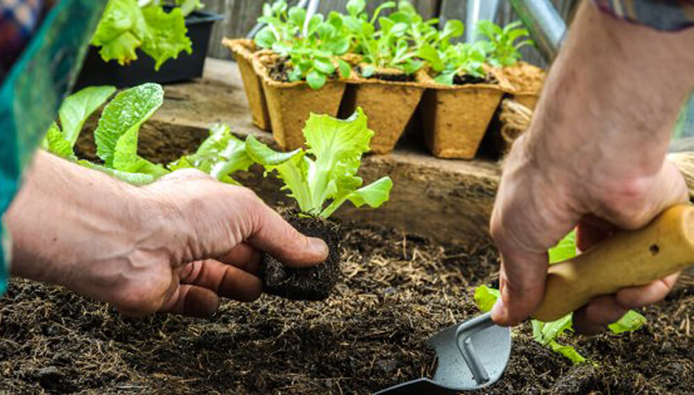 Consejos Para Cultivar Lechuga