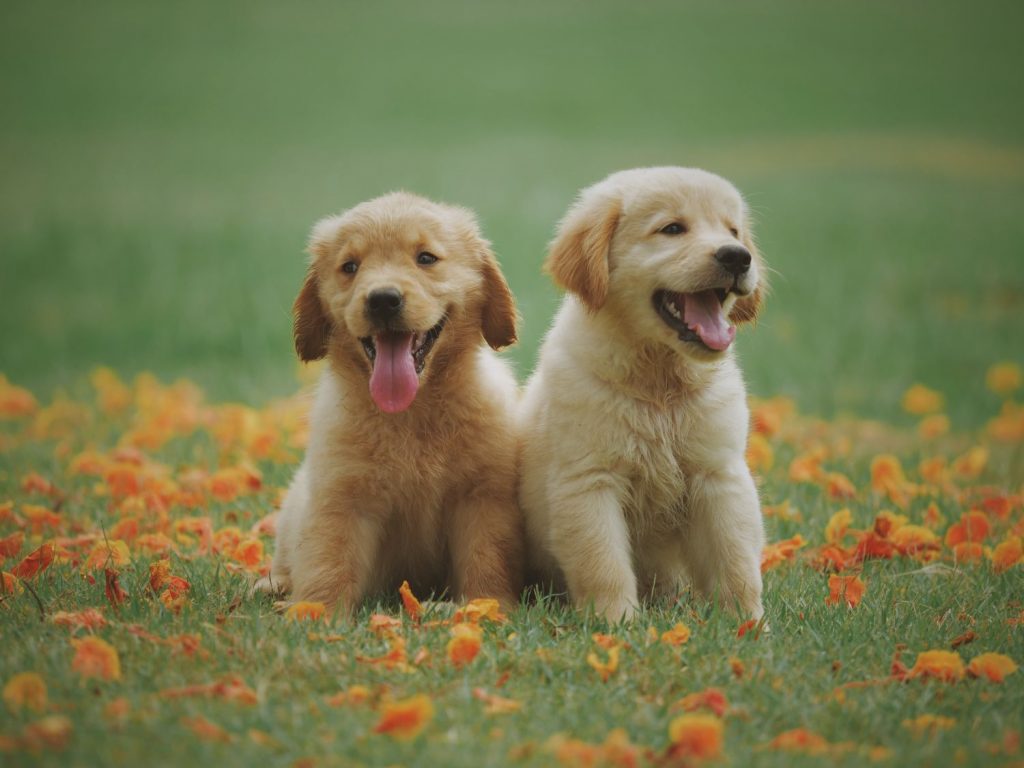 Tu Perro Te Odia: Esto Es Lo Que Le Haces Y No Le Gusta Nada 