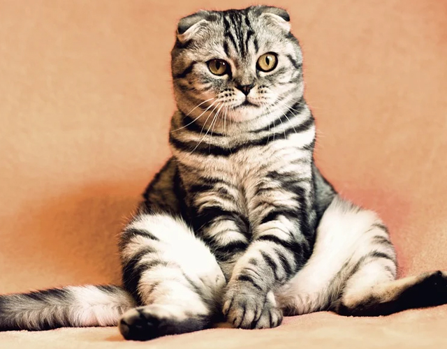 enfermedades de tu gato