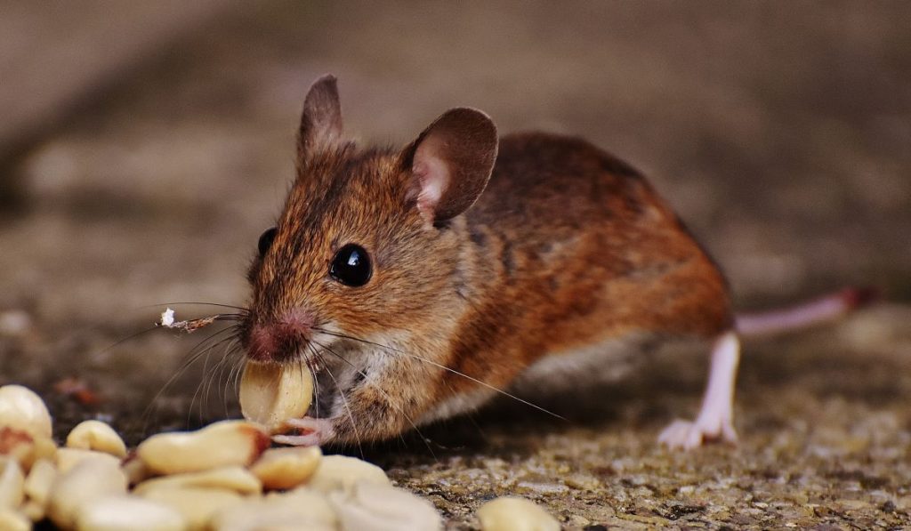 Por Qué Deberías Pasar Por Agua Los Frutos Secos Antes De Comértelos