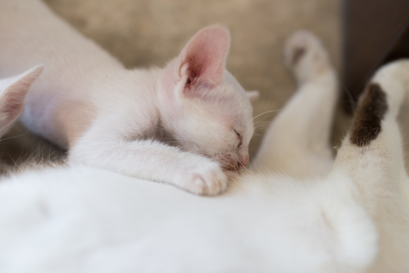 ¿Cómo eliminar las pulgas de los gatitos? Consejos para hacer frente al parásito