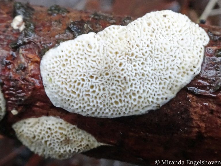 El Real Jardín Botánico descubre que el hongo Xylodon australis encierra dos especies distintas