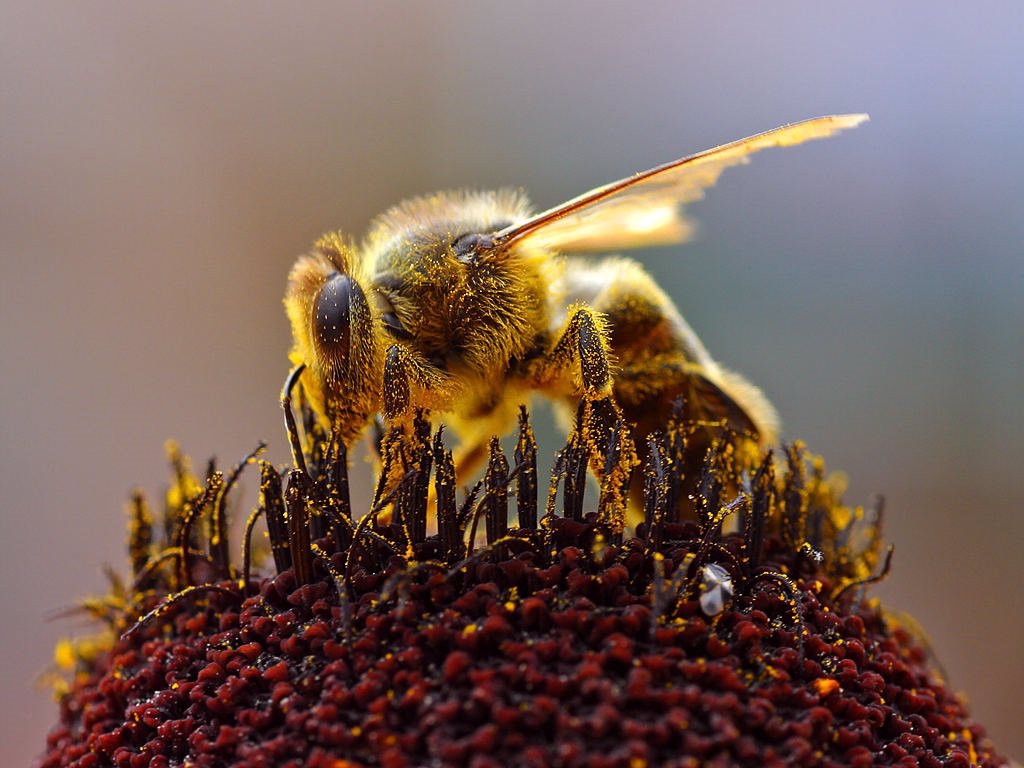 ¿La Ves Sonreír? Es Una Abeja Feliz.