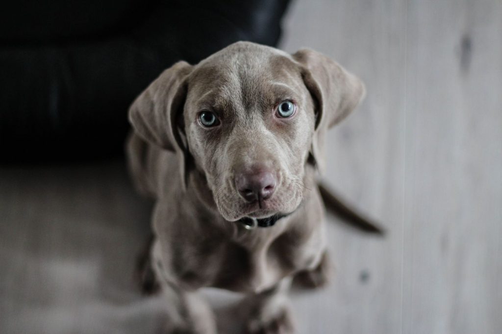 Tu Perro Te Odia: Esto Es Lo Que Le Haces Y No Le Gusta Nada 