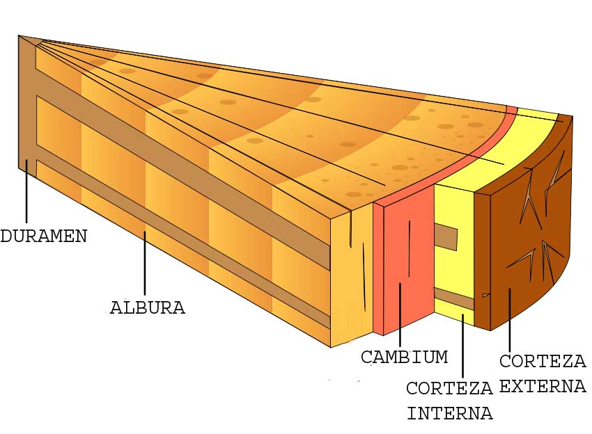 Estructura De La Madera