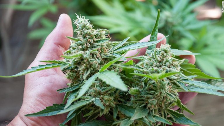 Desarticulada una organización dedicada al tráfico de marihuana