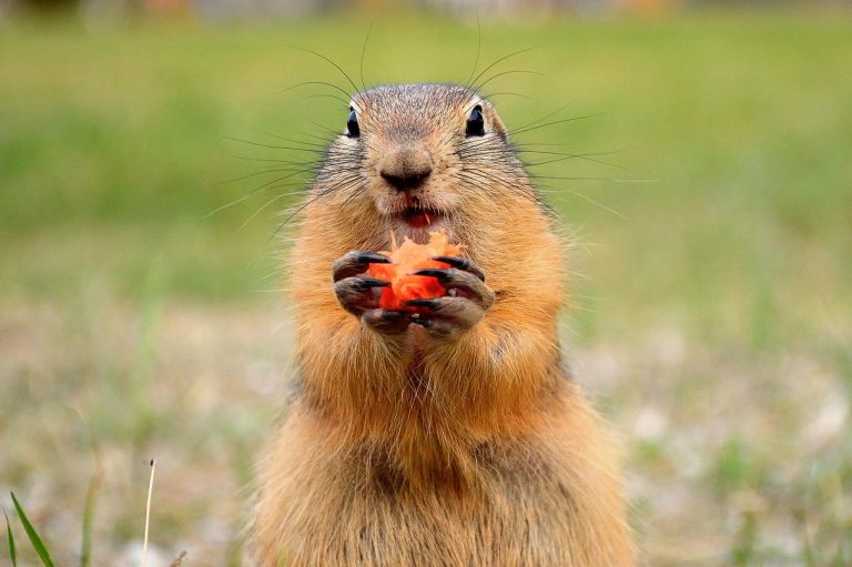 Qué es el día de la marmota