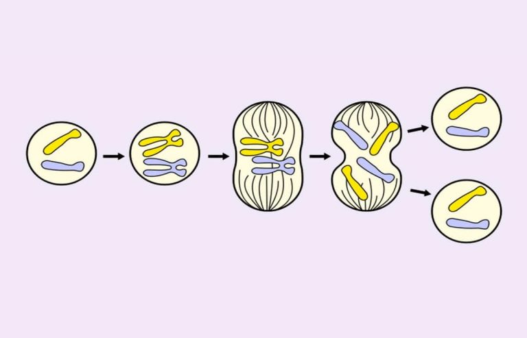 Qué es la mitosis