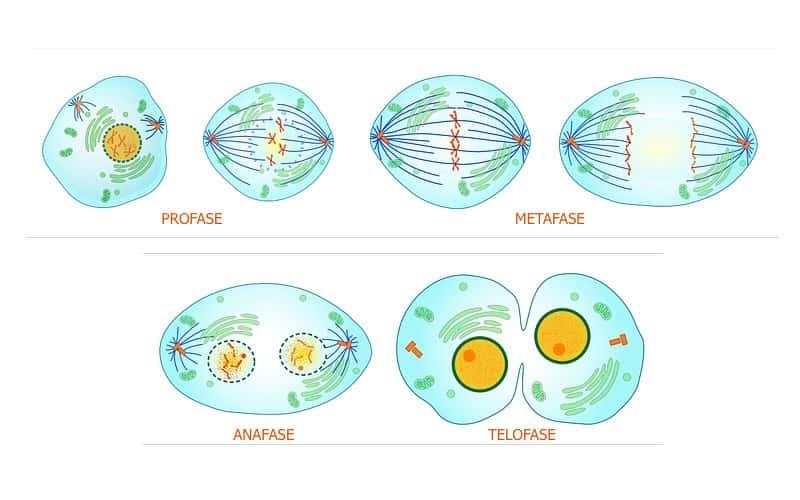 Fases De Las Mitosis