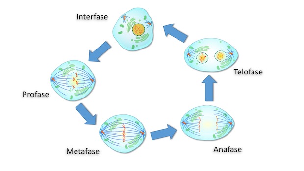 Mitosis en el ciclo celular     