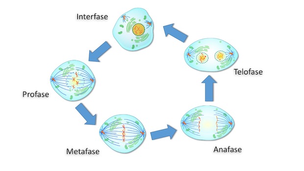 Mitosis En El Ciclo Celular     