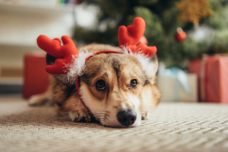 ¡Vigila! Plantas navideñas que podrían matar a tu perro o gato