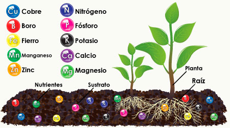 Nutrientes y plantas