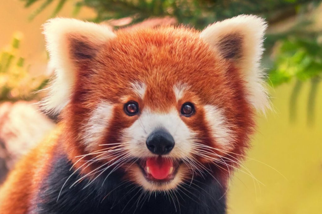 Panda Rojo