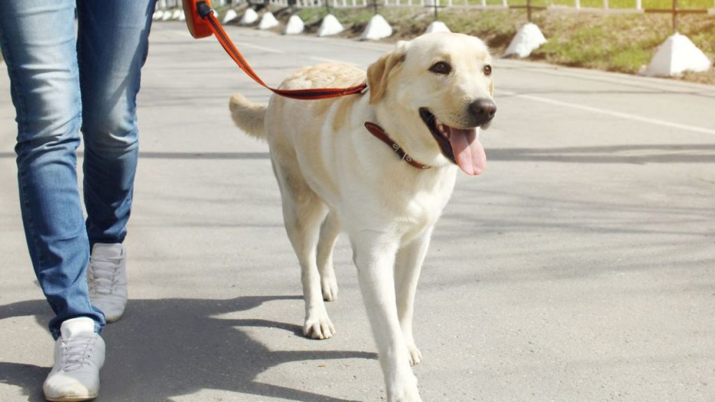Perro Y Dueño.