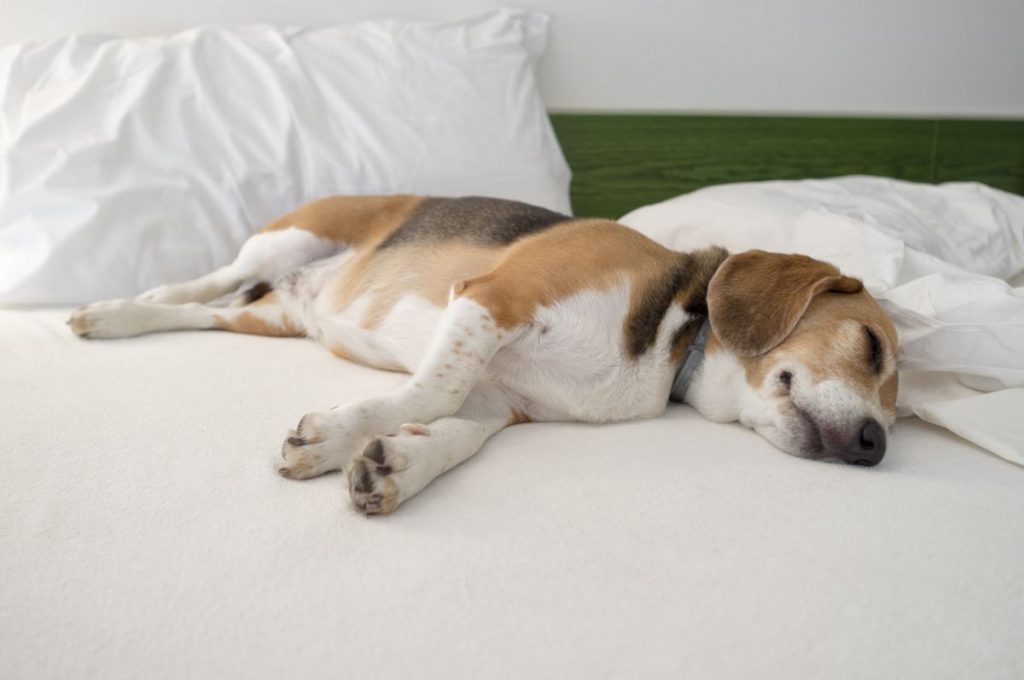 Razones por las que tu perro ronca como un humano (y no te deja dormir)