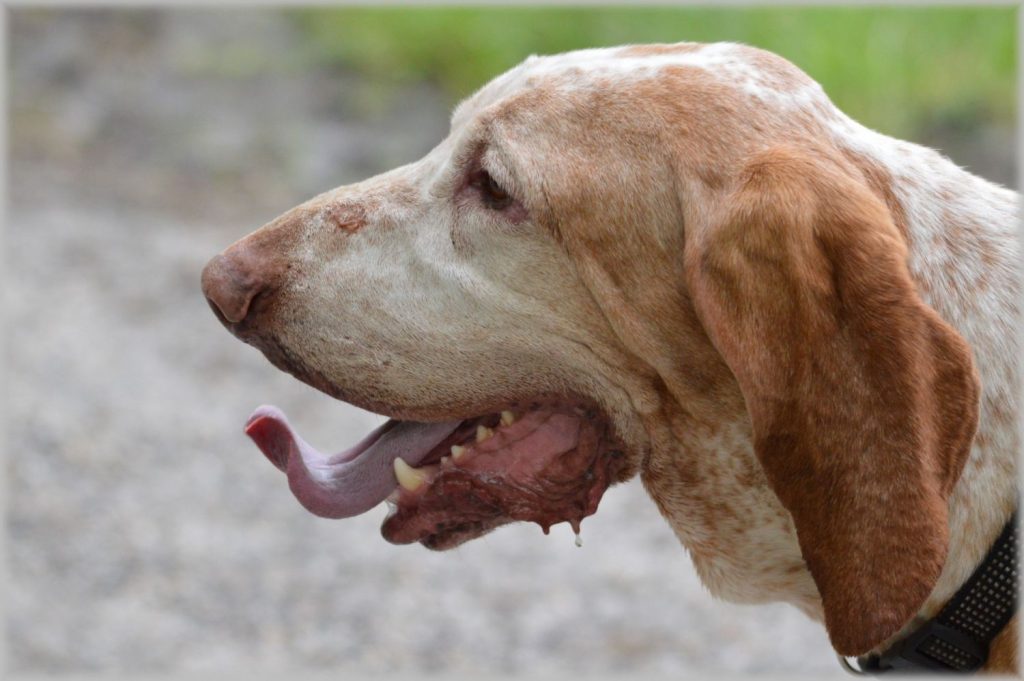 Las Enfermedades Que Tu Perro Te Transmite Con Su Saliva