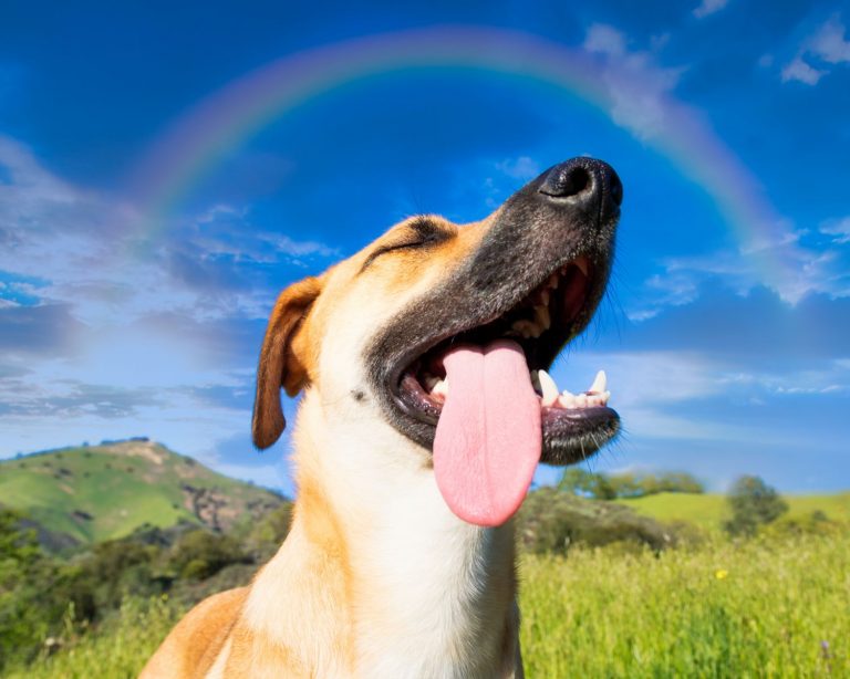 ¡Que no te lama! Las enfermedades que tu perro te transmite con su saliva