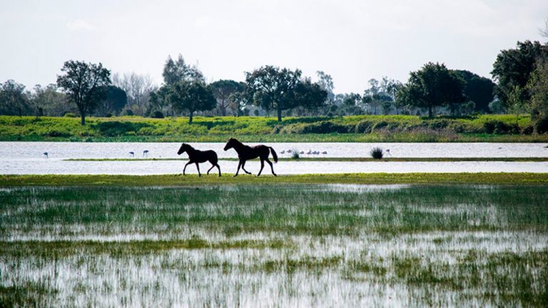 SEO/BirdLife propone al Consejo de Participación de Doñana que se incorporen recursos hídricos