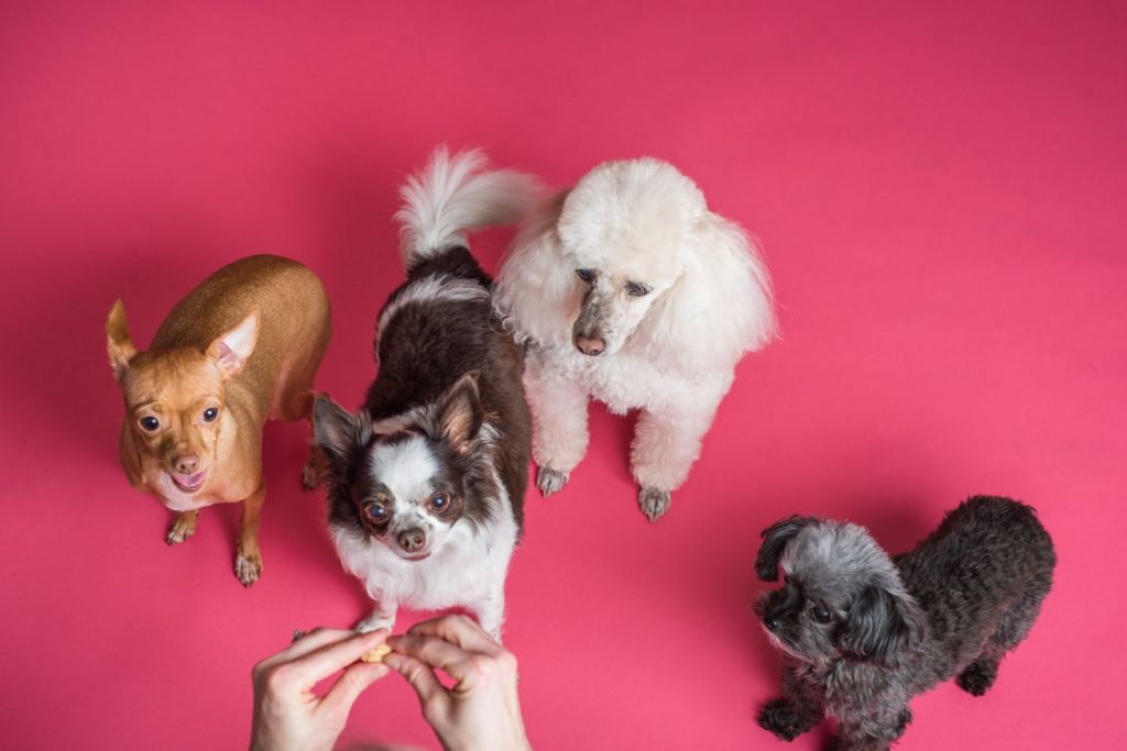 Tu Perro Te Odia: Esto Es Lo Que Le Haces Y No Le Gusta Nada 