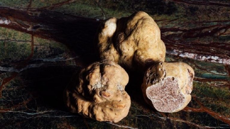 La trufa negra: un tesoro gastronómico de temporada