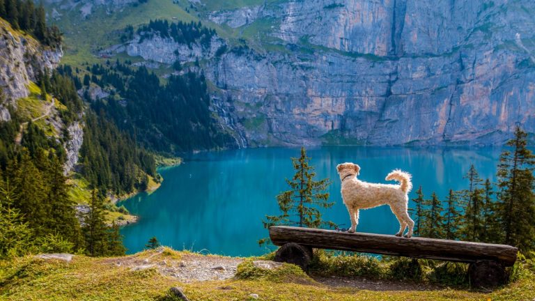 Tu perro te odia: esto es lo que le haces y no le gusta nada