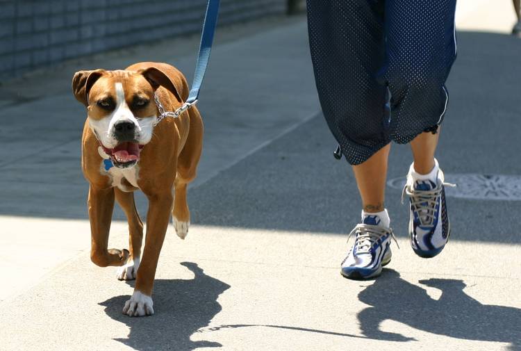 10 Cosas Que Tu Perro No Soporta (¡Y Aun Así Las Haces!) 10