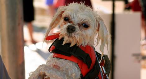 10 Cosas Que Tu Perro No Soporta (¡Y Aun Así Las Haces!) 3