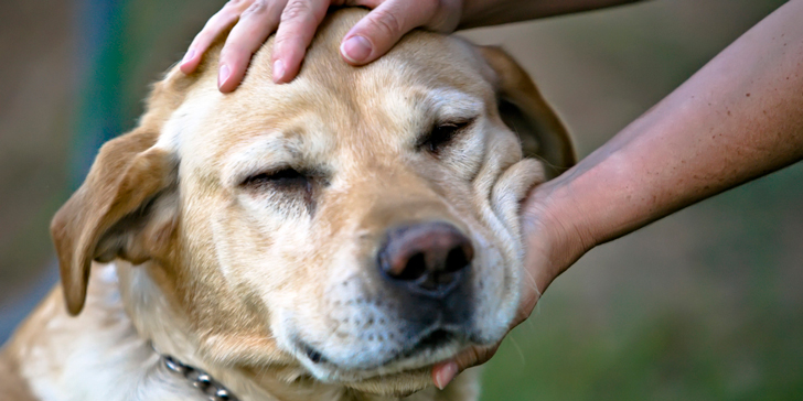 10 Cosas Que Tu Perro No Soporta (¡Y Aun Así Las Haces!) 5