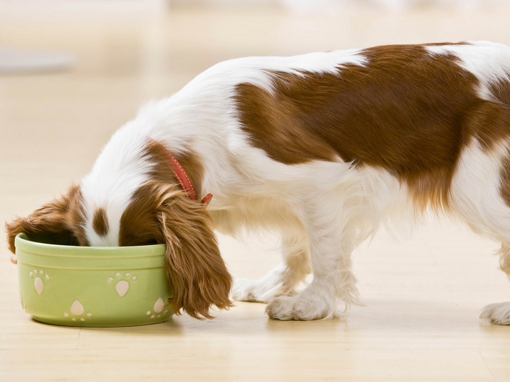 10 Cosas Que Tu Perro No Soporta (¡Y Aun Así Las Haces!) 6