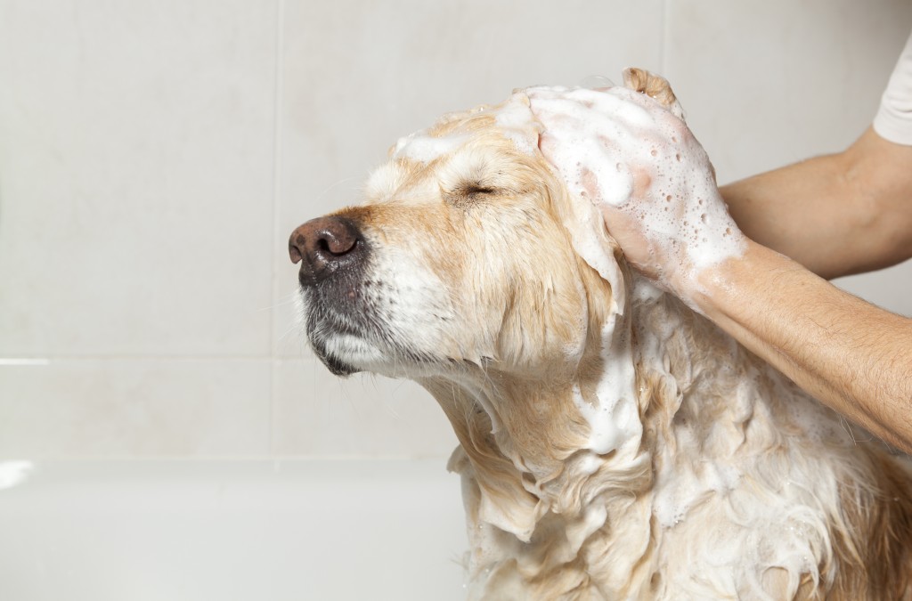 10 Cosas Que Tu Perro No Soporta (¡Y Aun Así Las Haces!) 8
