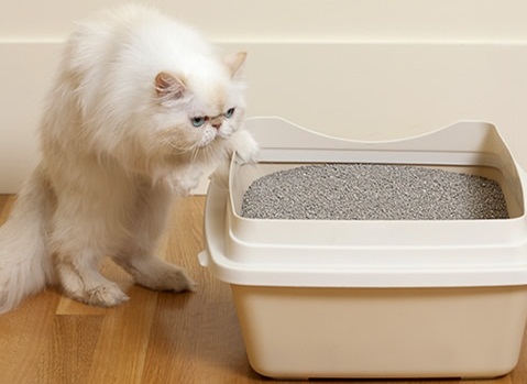 11 Señales Inequivocas De Que Tu Gato Está Intentando Matarte
