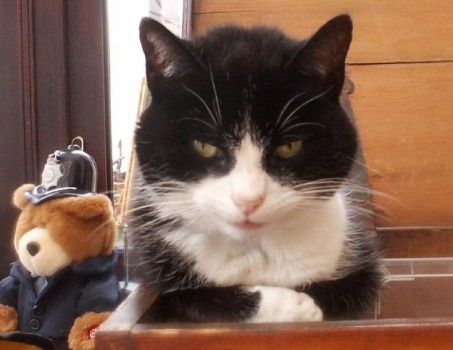 11 Señales Inequivocas De Que Tu Gato Está Intentando Matarte