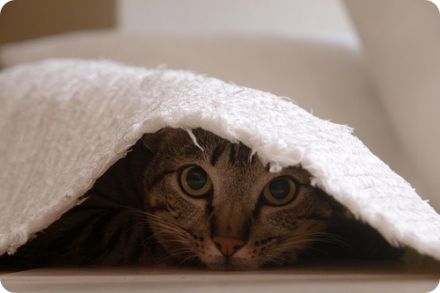 11 Señales Inequivocas De Que Tu Gato Está Intentando Matarte